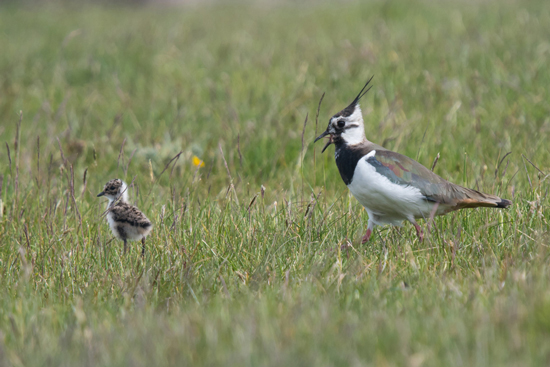 Lapwing and chick (c) Tim Melling