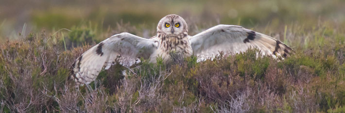 Bird of Prey - (c) Tim Melling