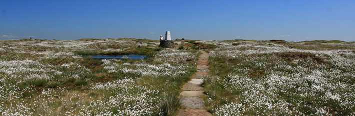 Restored land - cotton grass at Black Hill