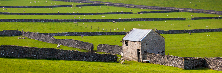 Peak District field barn in middle of several fields surrounded by dry stone walls in the Peak District 