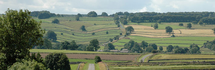 Narrow country road surround by fields and deciduous woodland