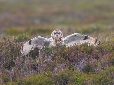 Short-eared Owl - (c) Tim Melling