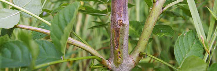 Ash Dieback