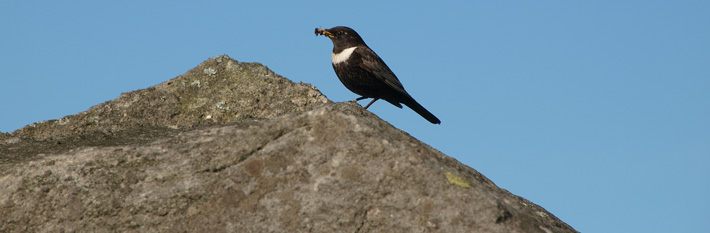 Ring Ouzel