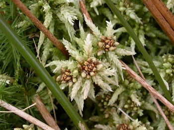 Sphagnum palustre