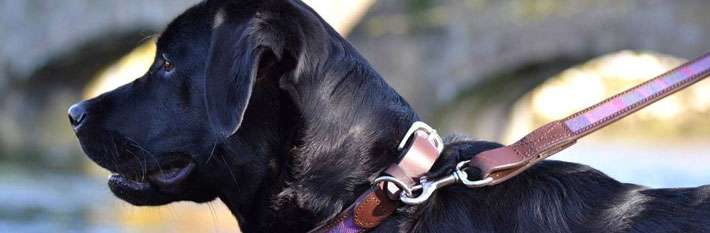 Dog on a lead in the Peak District