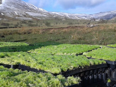 Sphagnum moss plug plants