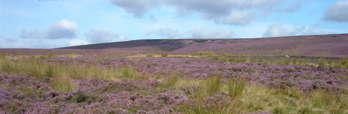 Moorland in the Peak District