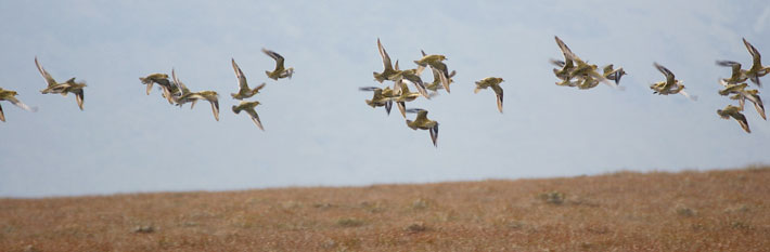 Golden plover in flight over the Peak District moors; these birds rely on healthy uplands to breed