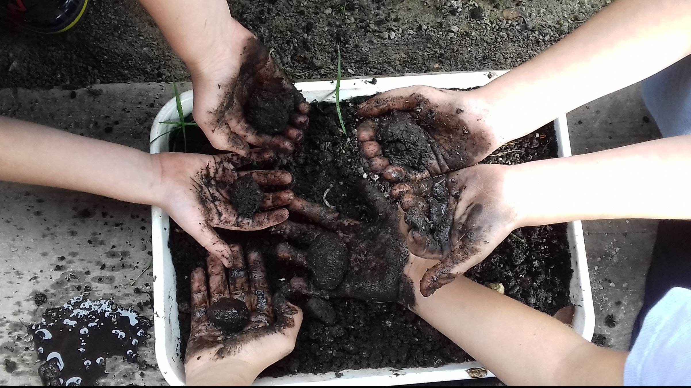 Outdoor Learning CPD (Teacher Training)