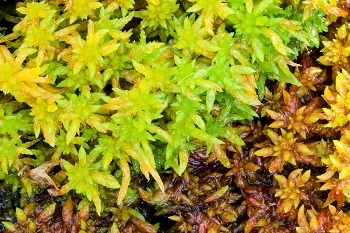 Sphagnum moss