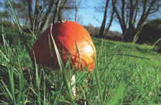 Fly agaric photo J Hughes