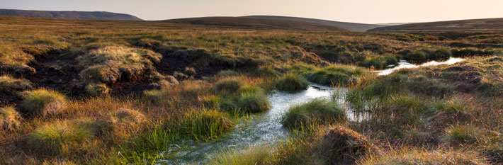 Sphagnum Moss on the Peak District moors