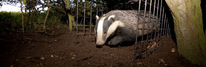 Badger