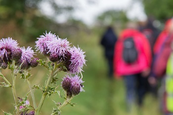 Ranger led walks