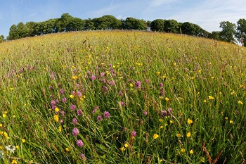 Haymeadow