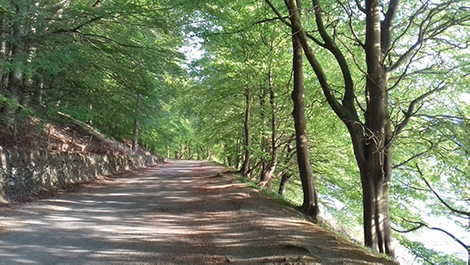 Derwent dam tree-lined reservoir path