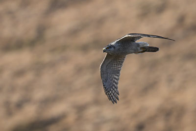 Goshawk in the Dark Peak uplands – Tim Melling