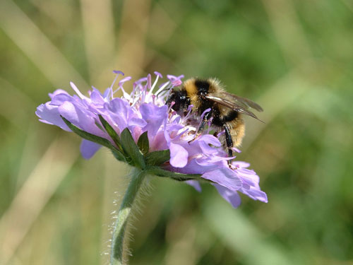 Bee on Scabius